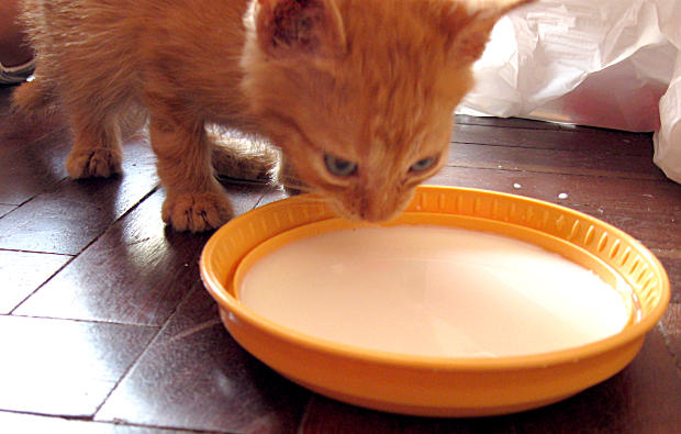 After a few days, the kitten was healed and became healthy due to the kind attention and pampering by the kids.