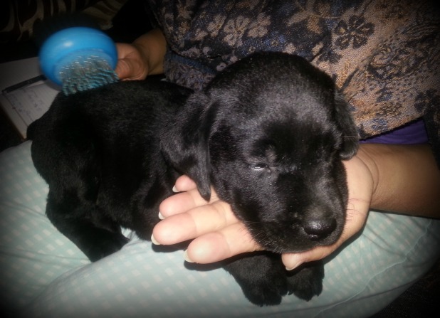 He was about as big as his mamma’s left wrist and possibly lighter