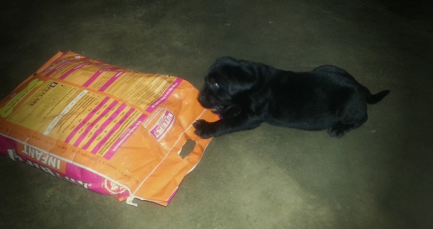 There was a 5 kg packet of ‘Nutripet’ on the floor and our Attila the (little) Hun made a dash and began tugging at it with his entire ‘mite’.  