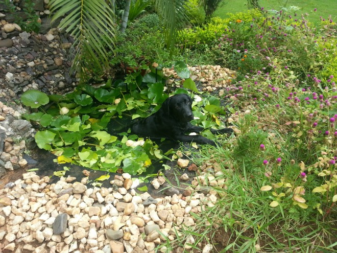 Aryan’s latest sanctuary is small in size, rather quaint in shape and because it houses lilies and hyacinths and other creatures of ‘aqua planet’ it stinks like the dickens