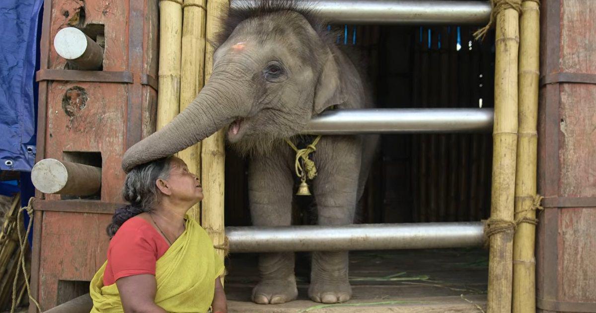The Elephant Whisperers
