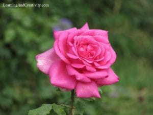 Flower quotes