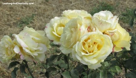 Short Story of a Florist: Yellow Roses