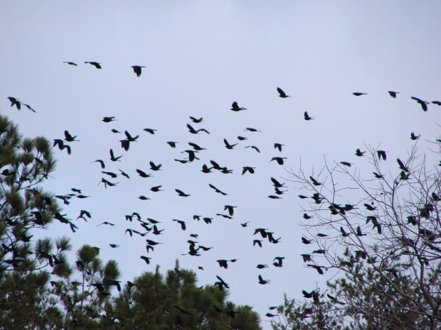 flock-birds