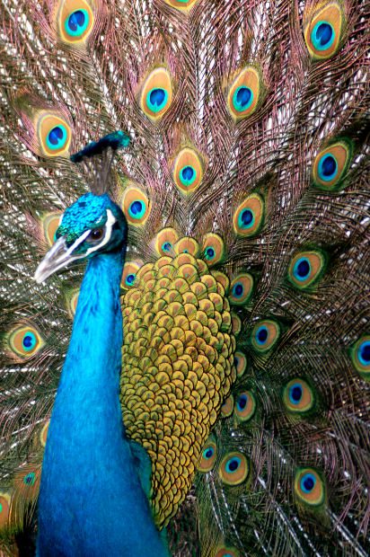 golden-peacock