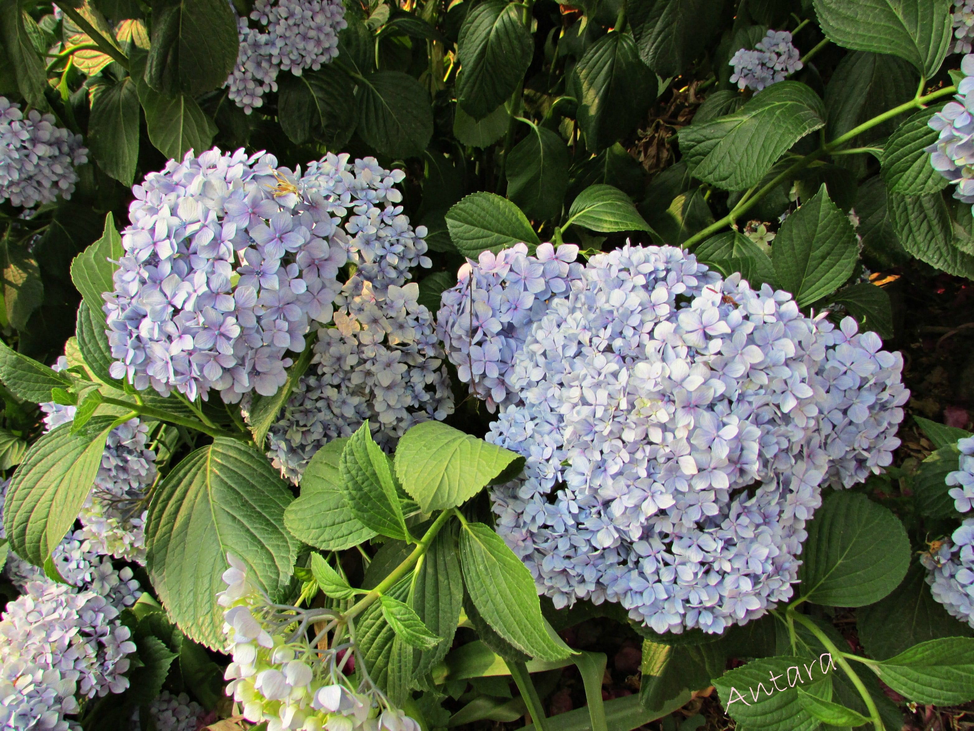 Hydringia flowers