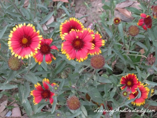 flowers