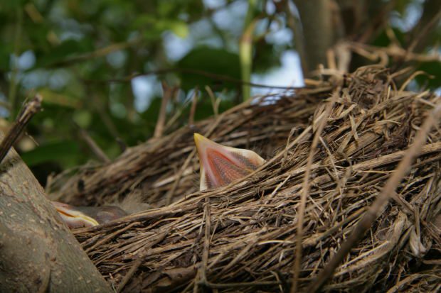 I would like to make a nest