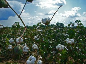 Journey of a Cotton Plant