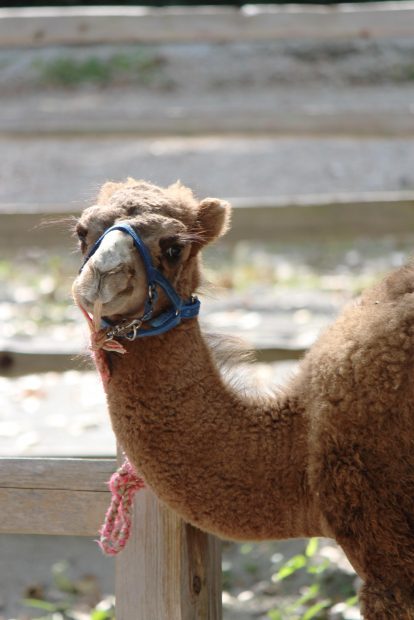 camel