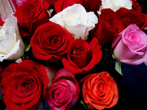 Valentine Roses