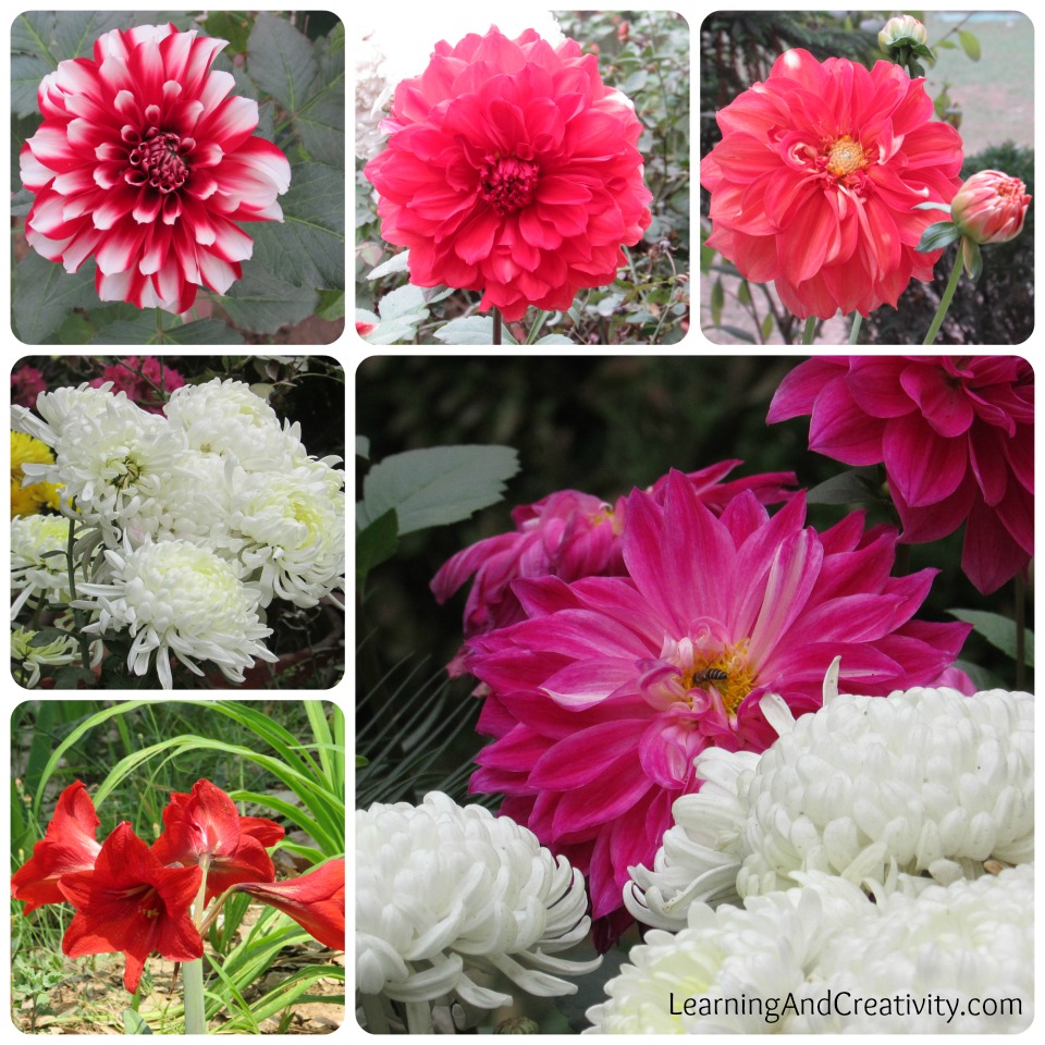 Chrysanthemums The Flower of Spring