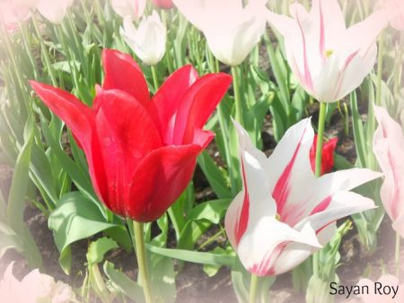 Holland Tulips