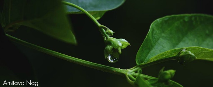 Images of all forms, Descend with drops of dew 