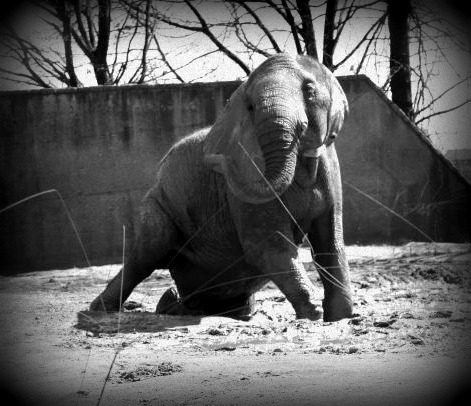 The elephants were so weak that they could hardly stand or walk.
