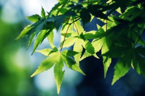 Tender Leaves