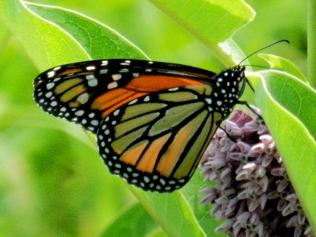 Butterfly and Flower