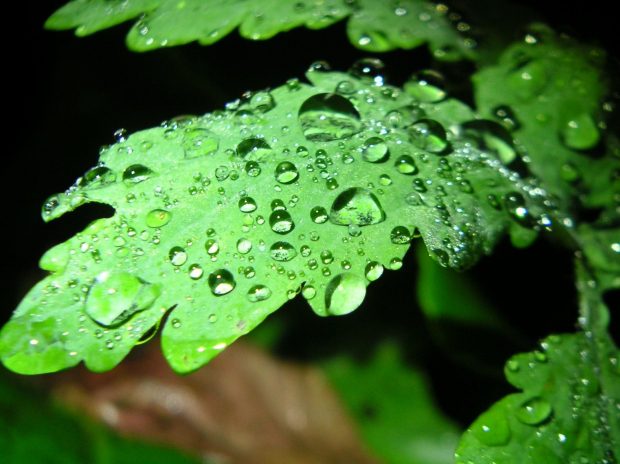 leaf