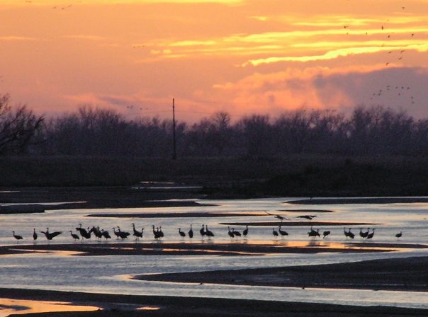 Cranes of Nebraska