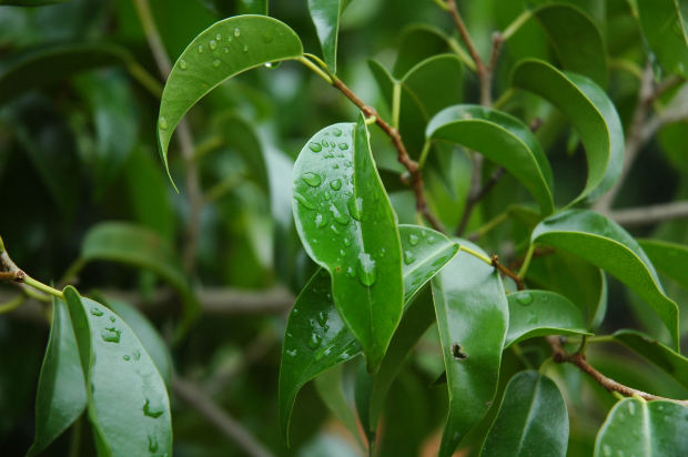 dew