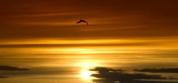 flapping