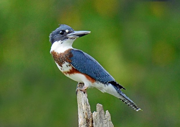 kingfisher