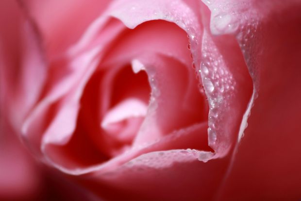 S- ay they that even roses do bleed