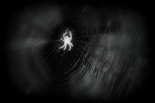 spider caught