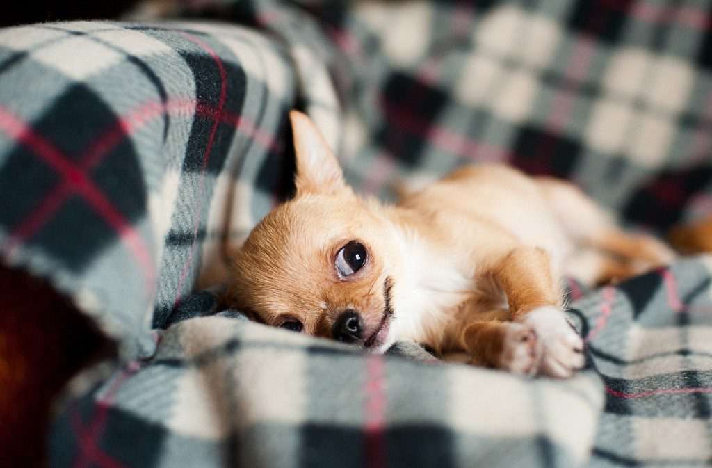 Esther got down from her bed and saw the pup looking adorably at her.