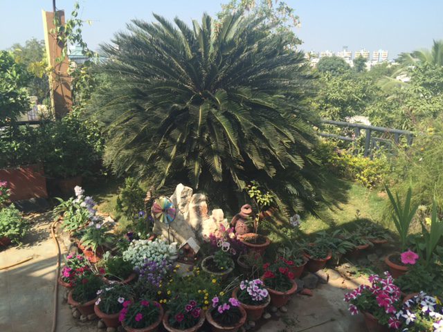 Gunjan's garden