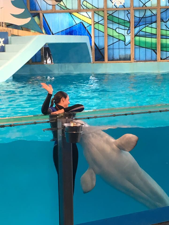 Beluga Whale show at Sea World in San Antonio