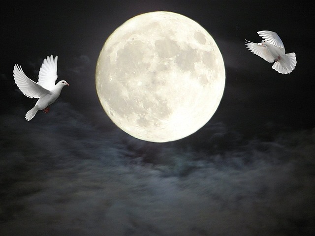 doves