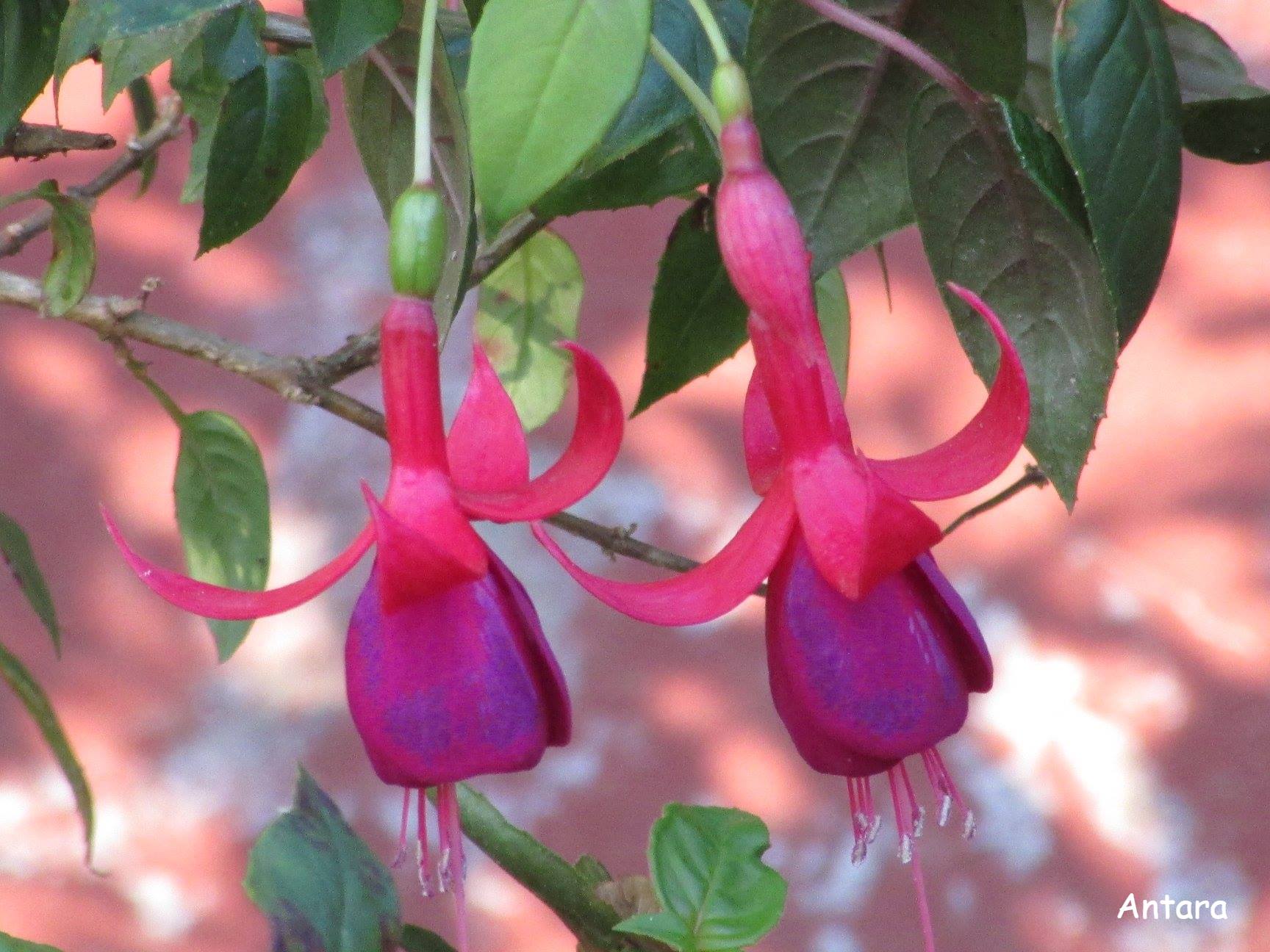 Fuchsia in full bloom