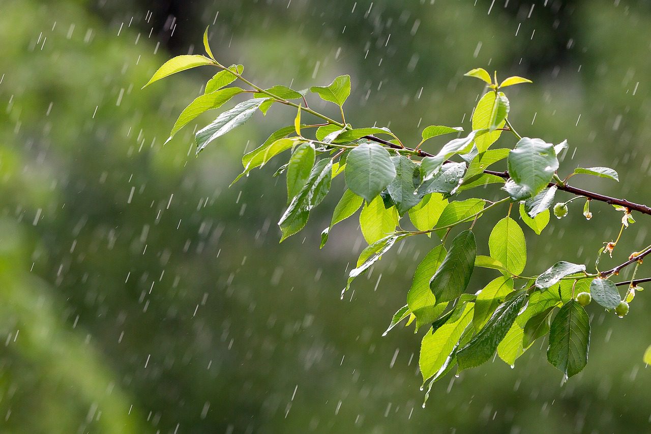 The Gift of a Rainy Day - Musing