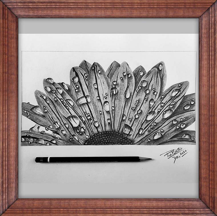 pencil sketch of raindrops on petals