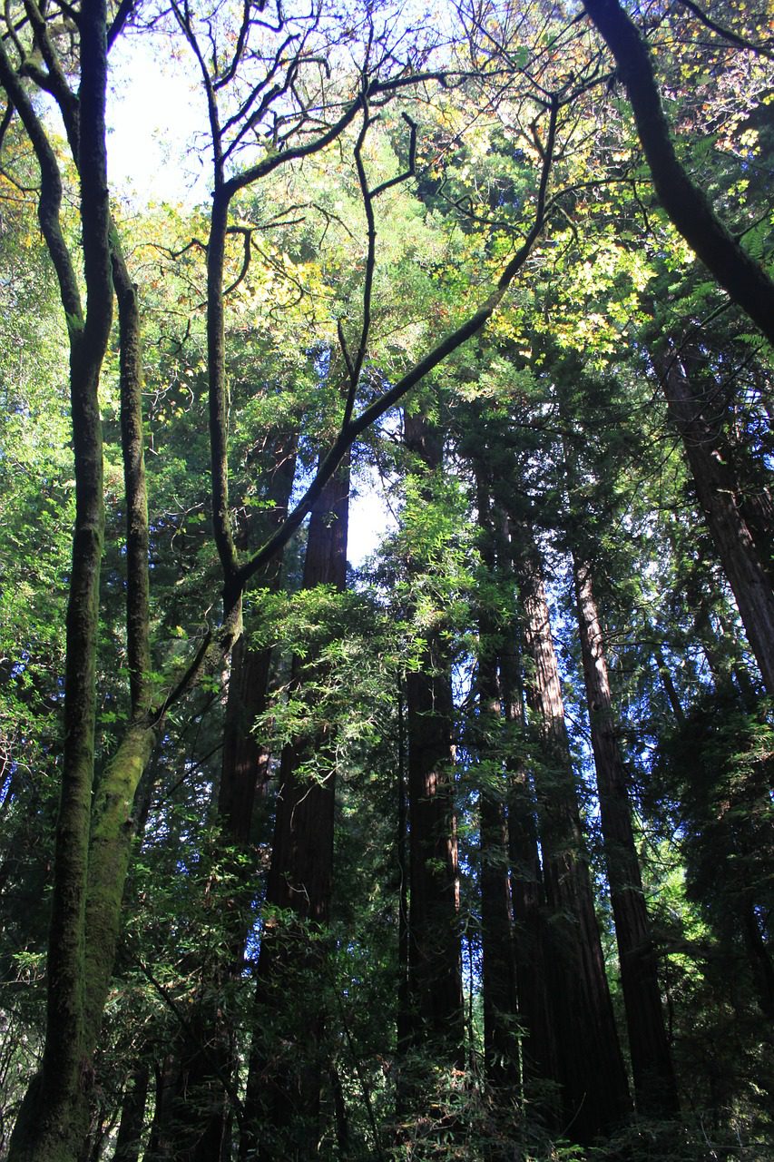 Muir Woods Park
