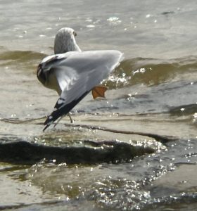 A seagull dancing Thousand Islands
