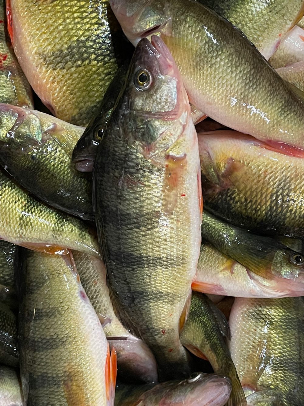 Perch Thousand Islands