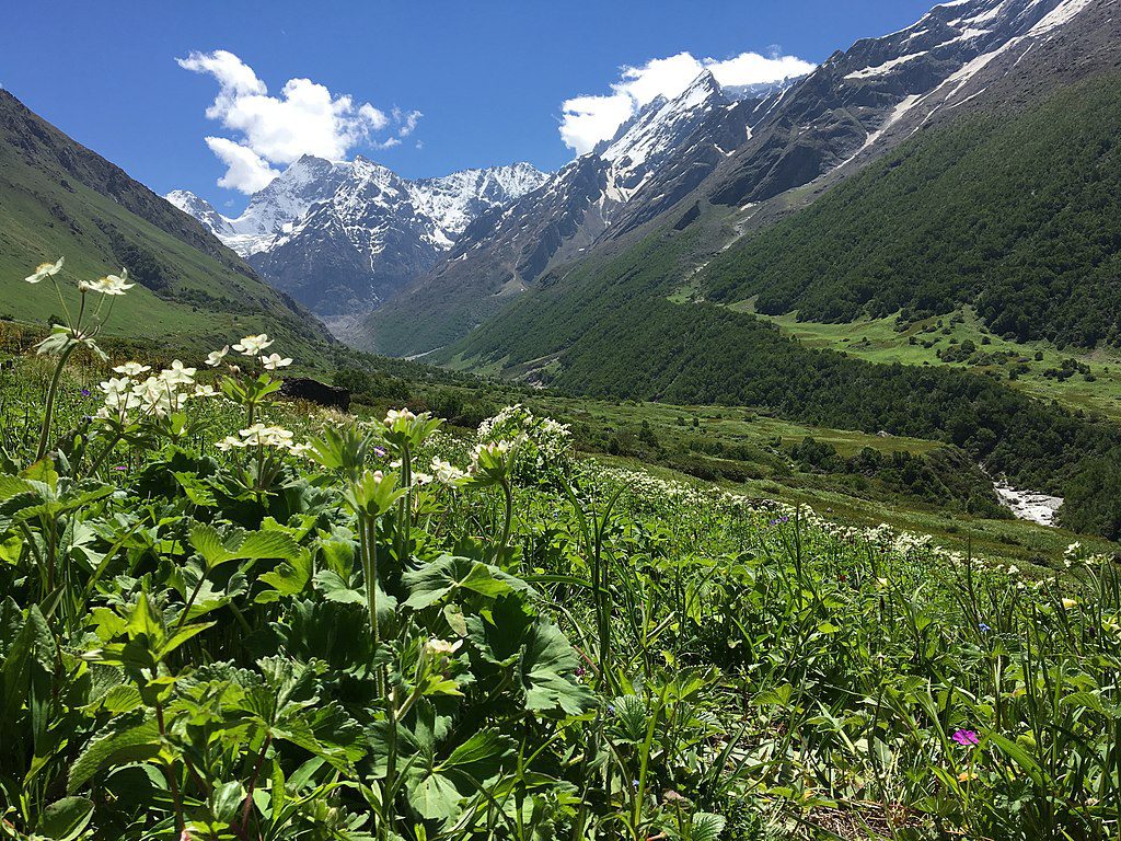 Flowers at valley of Flowers National Park, Chamoli