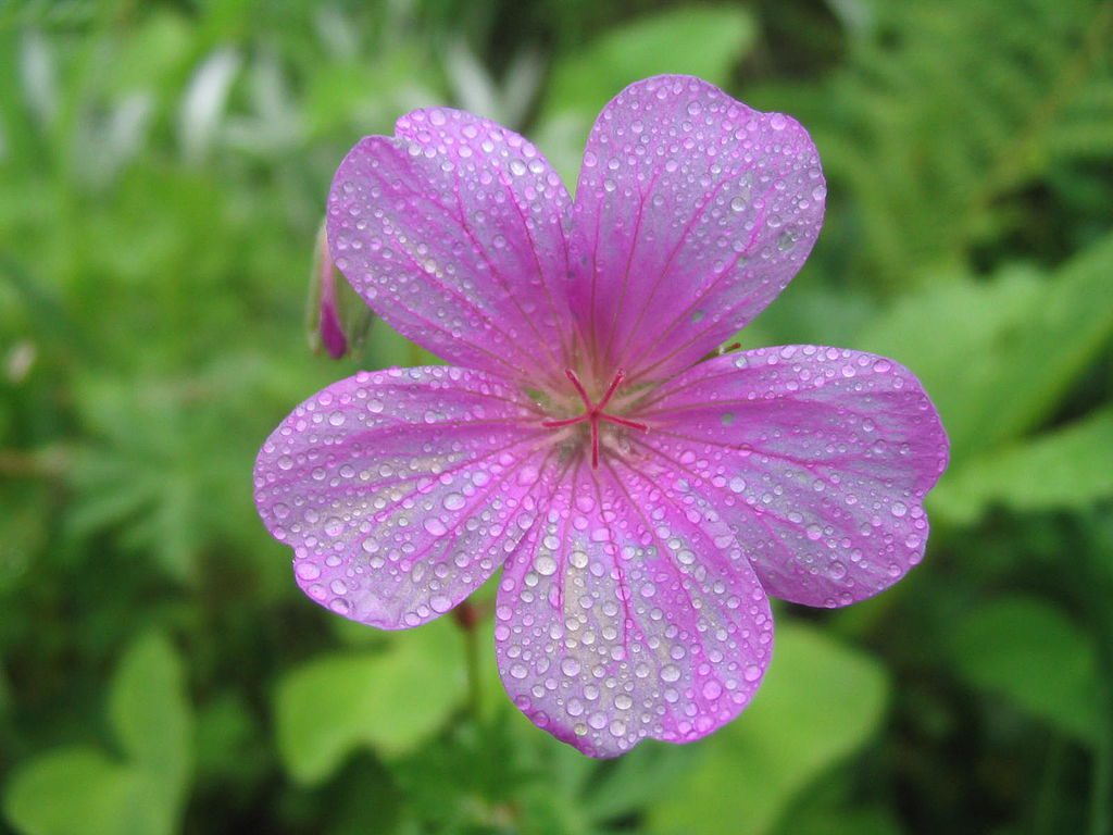 Valley O fFlowers Morning Dew
