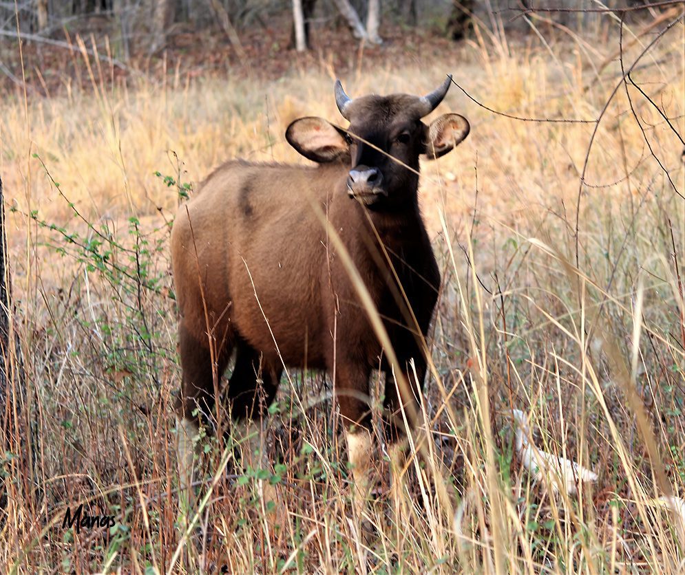 The Nilgai